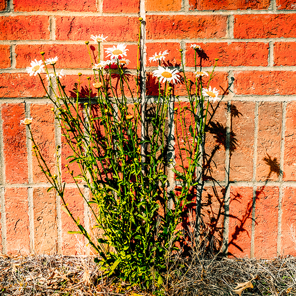 flowers in front of a brick wall