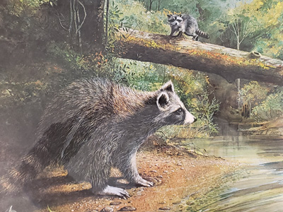 painting of raccoons