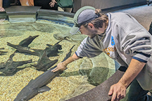Student petting fish